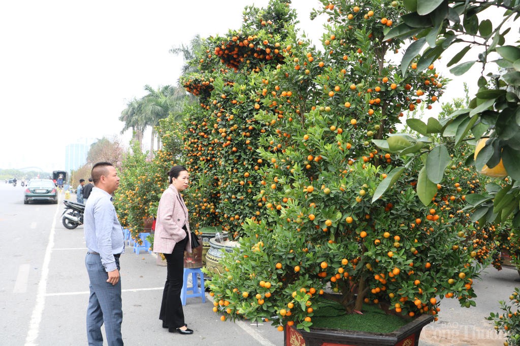 Bưởi, quất cảnh đua nhau xuống phố sớm phục vụ Tết 2025