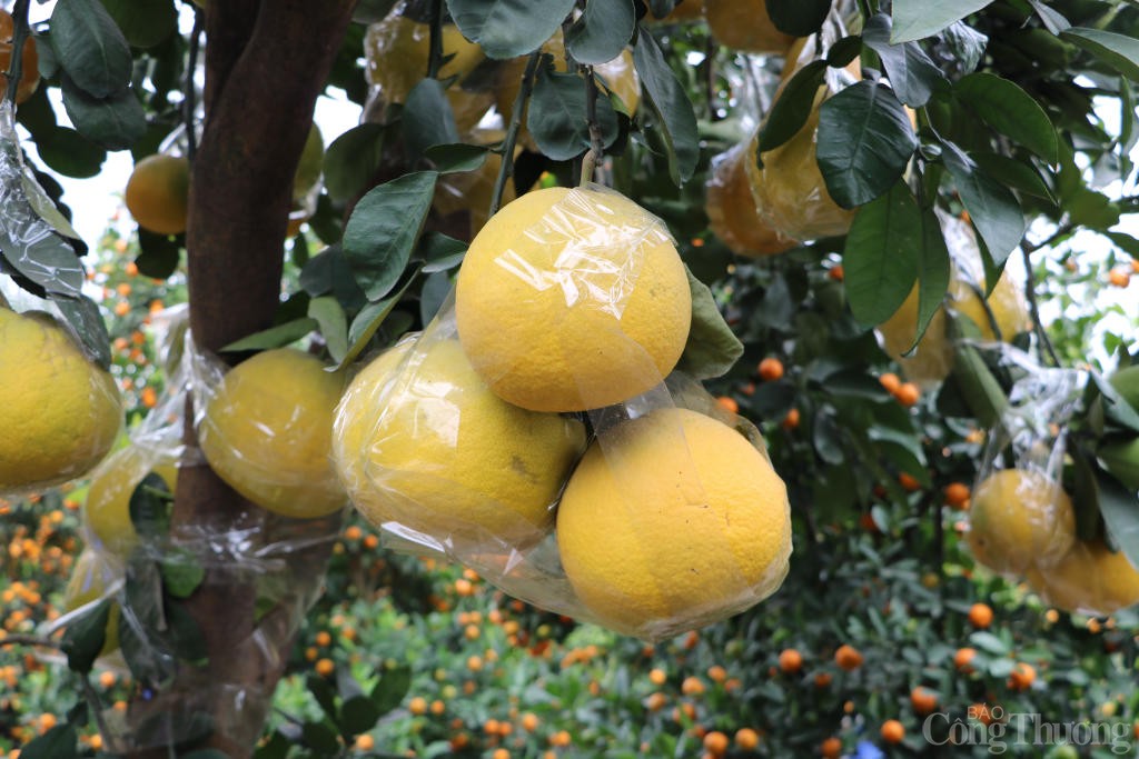 Bưởi, quất cảnh đua nhau xuống phố sớm phục vụ Tết 2025