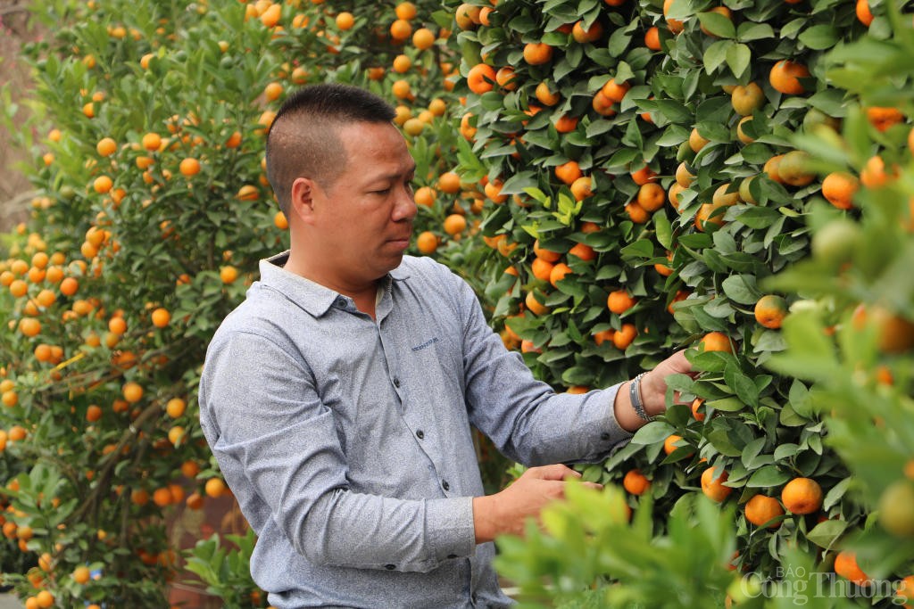 Bưởi, quất cảnh đua nhau xuống phố sớm phục vụ Tết 2025