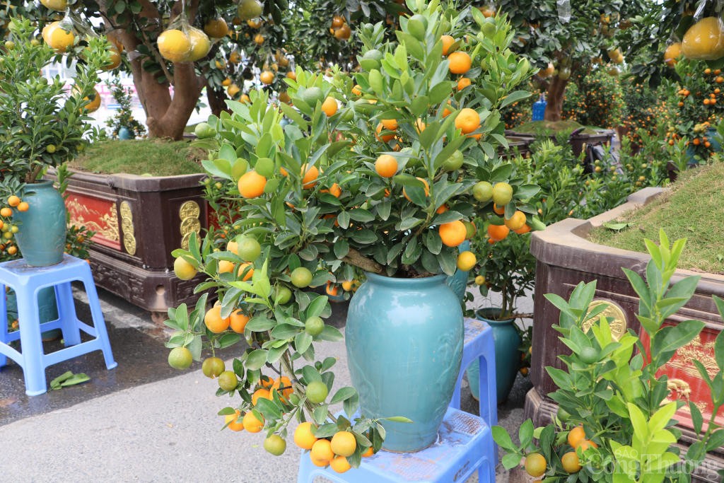 Bưởi, quất cảnh đua nhau xuống phố sớm phục vụ Tết 2025