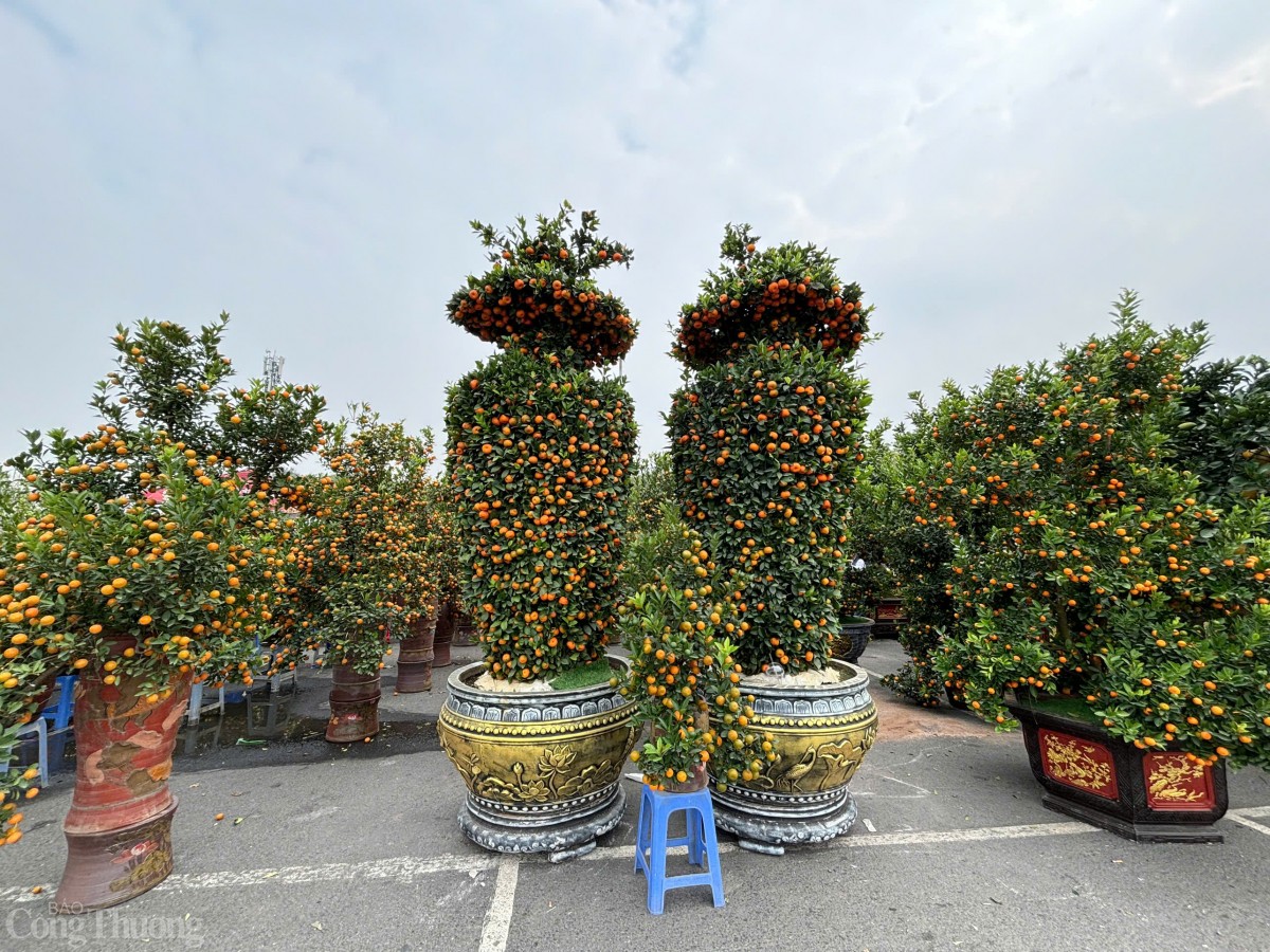Bưởi, quất cảnh đua nhau xuống phố sớm phục vụ Tết 2025