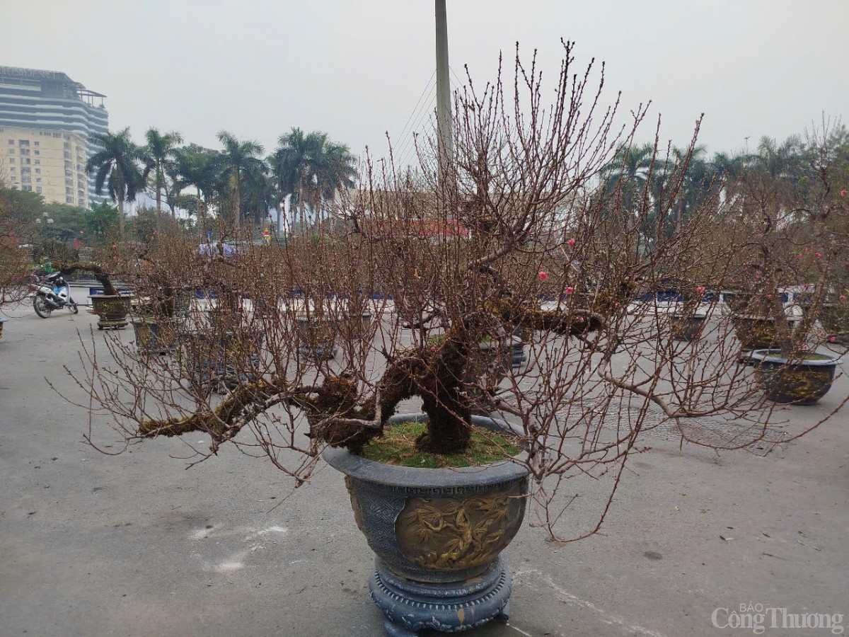 Chủ buôn đào Tết hét giá 40 triệu đồng/gốc