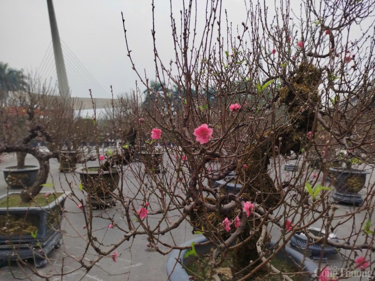 Chủ buôn đào Tết hét giá 40 triệu đồng/gốc