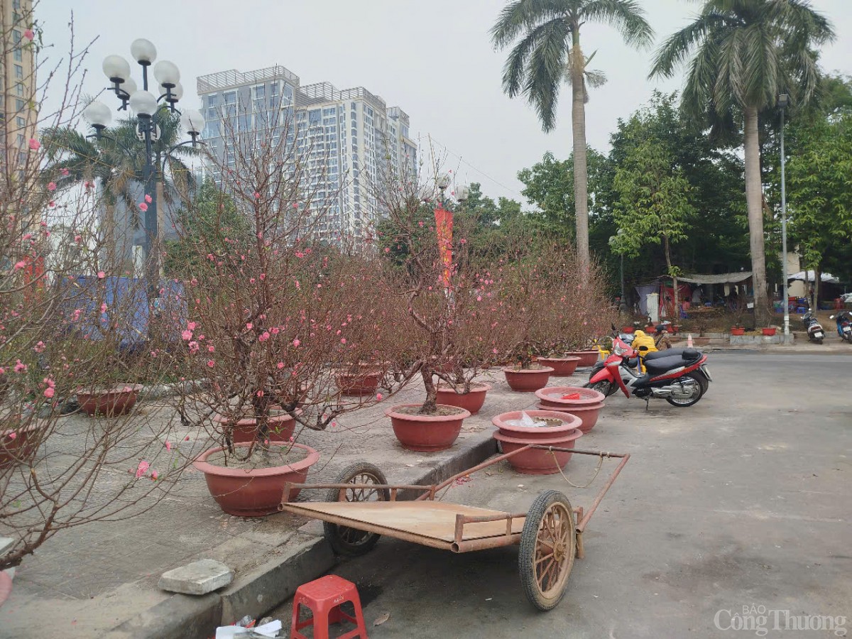 Chủ buôn đào Tết hét giá 40 triệu đồng/gốc