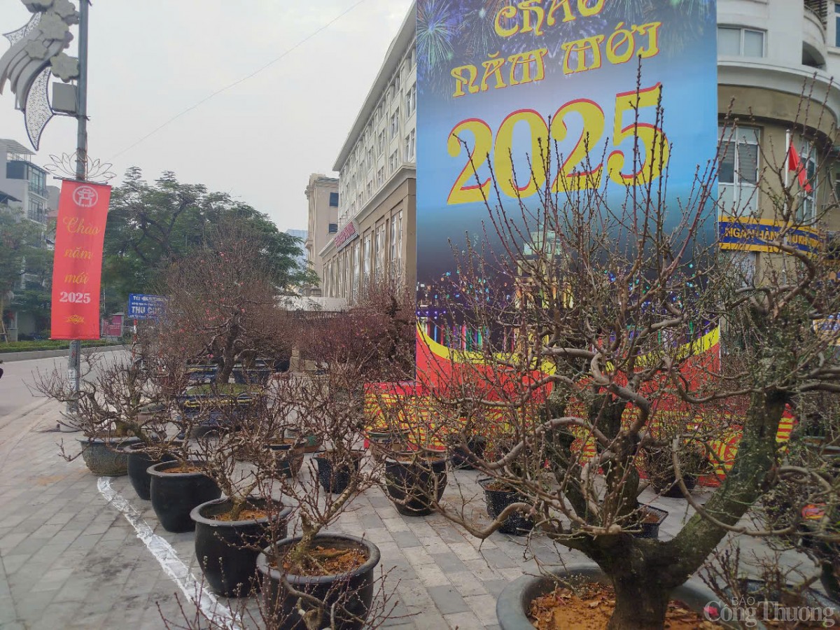 Khách mua thưa thớt, đào Tết chào giá 40 triệu đồng/cây