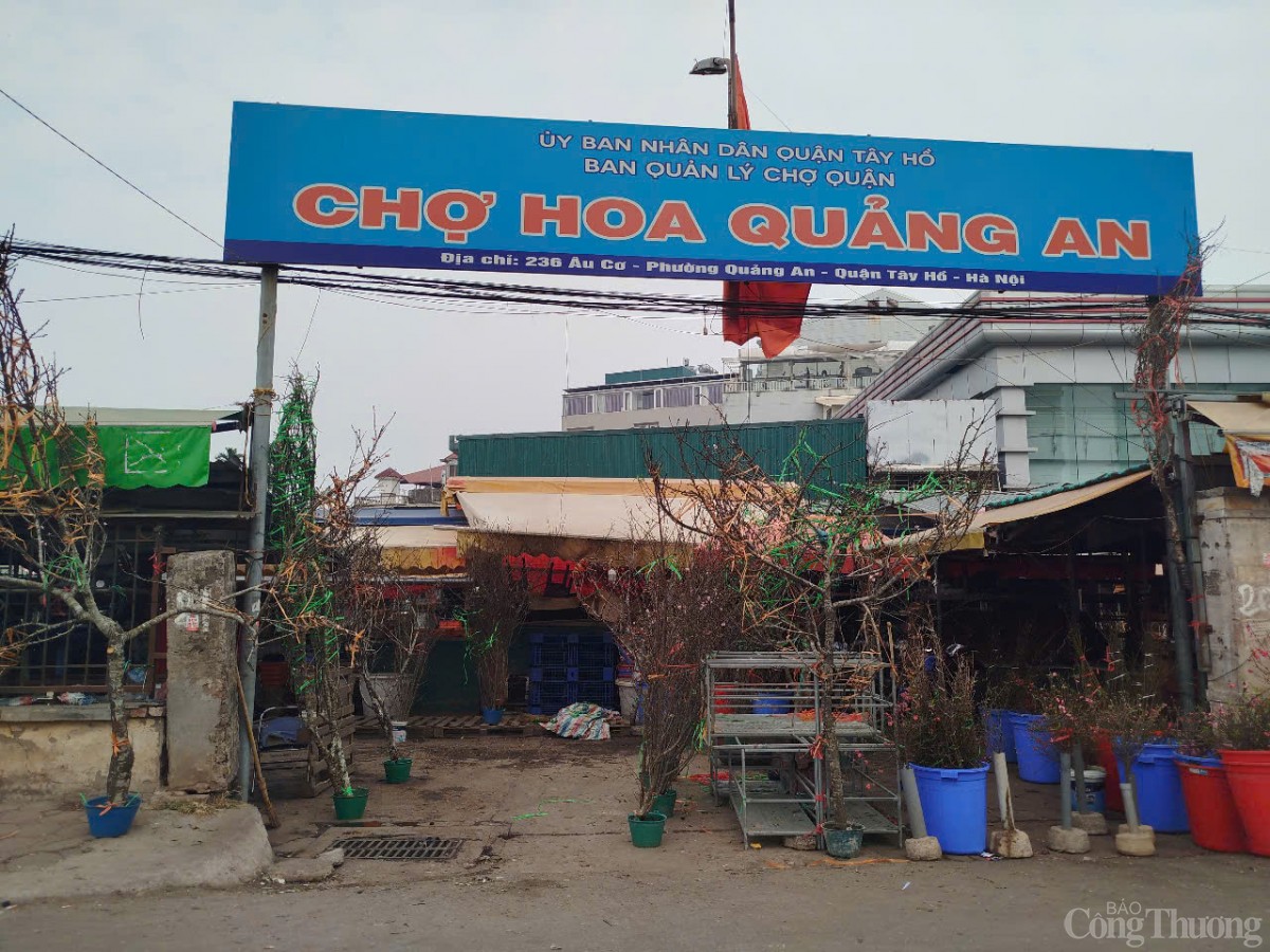 Chủ buôn đào Tết hét giá 40 triệu đồng/gốc