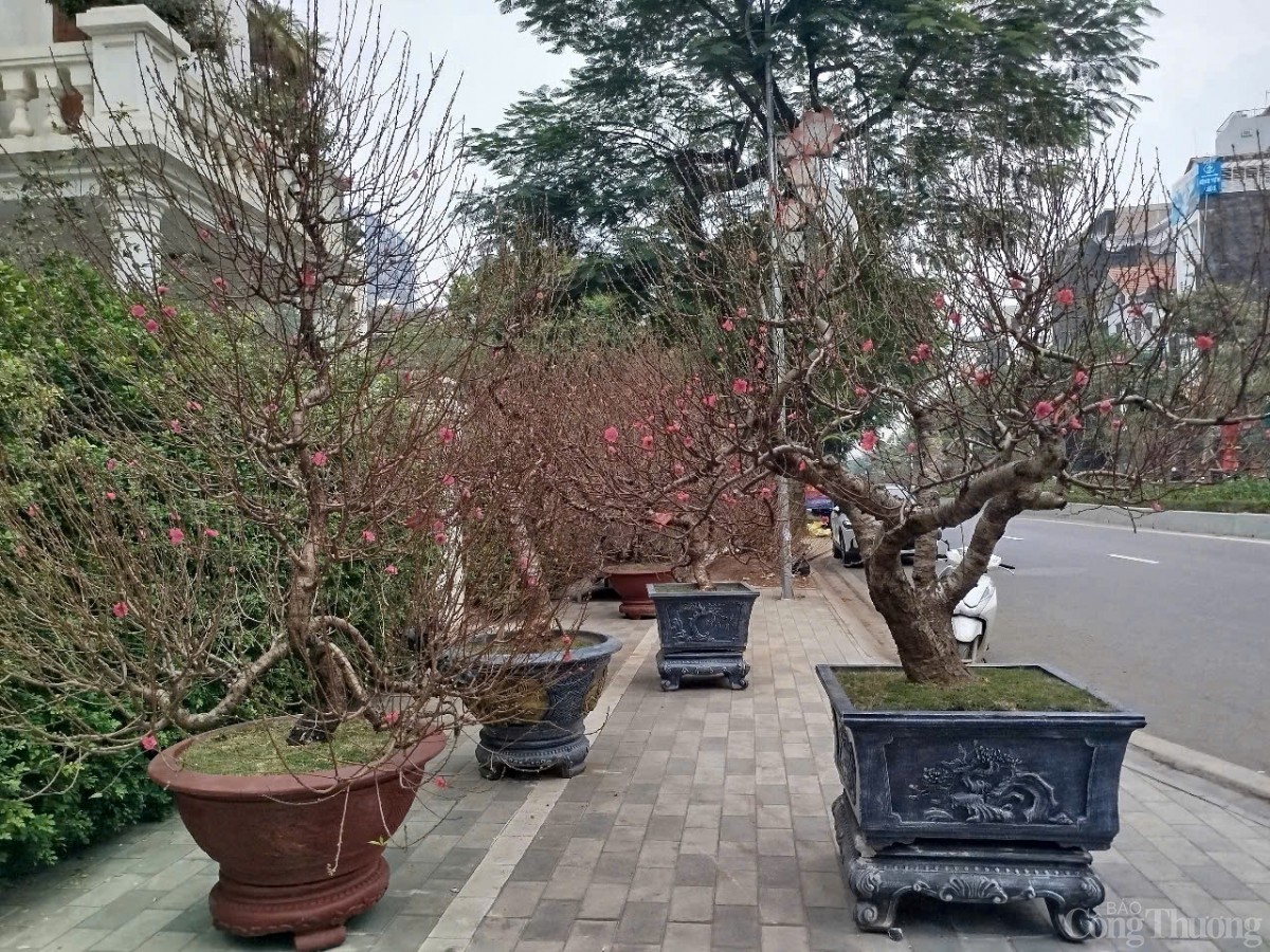 Chủ buôn đào Tết hét giá 40 triệu đồng/gốc