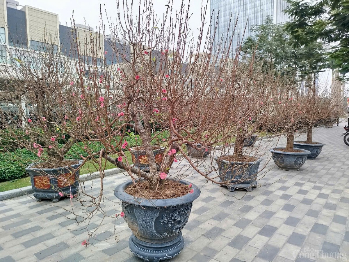 Chủ buôn đào Tết hét giá 40 triệu đồng/gốc