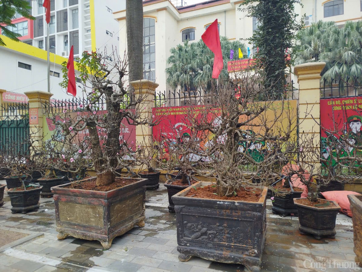 Chủ buôn đào Tết hét giá 40 triệu đồng/gốc