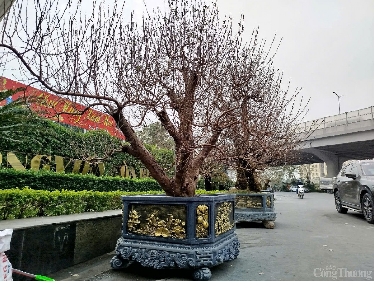 Chủ buôn đào Tết hét giá 40 triệu đồng/gốc