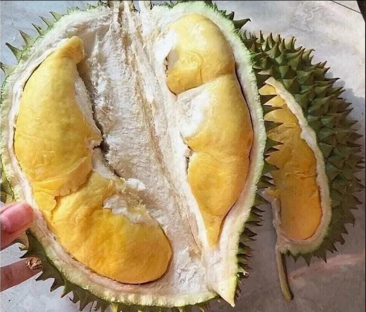 Sầu riêng Long Khánh, tỉnh Đồng Nai. Ảnh: TL Sầu riêng Long Khánh, tỉnh Đồng Nai. Ảnh: TL