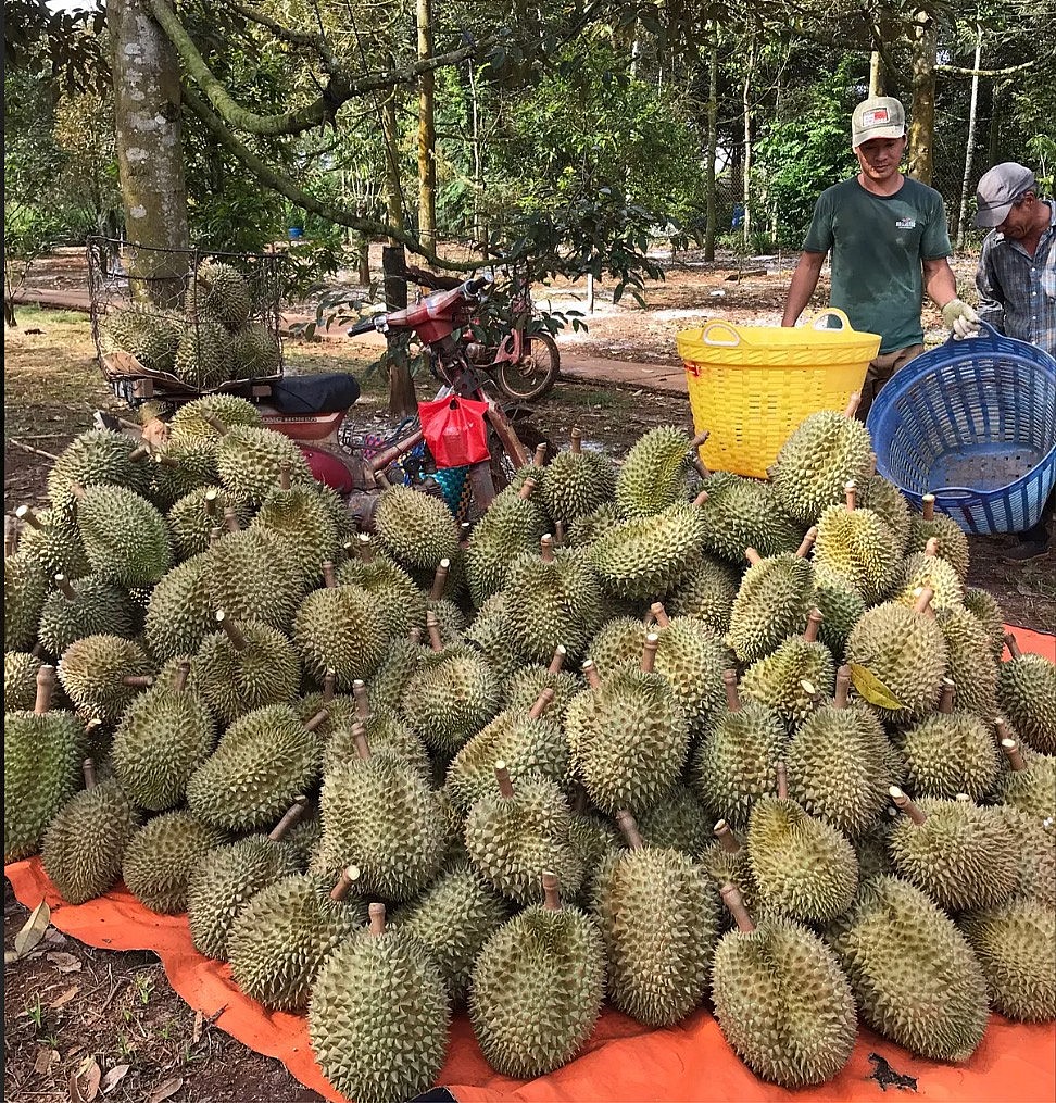 Sầu riêng Long Khánh, tỉnh Đồng Nai. Ảnh: TL Sầu riêng Long Khánh, tỉnh Đồng Nai. Ảnh: TL