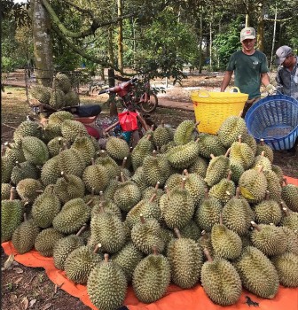 Đồng Nai: Xây dựng thương hiệu sầu riêng Long Khánh