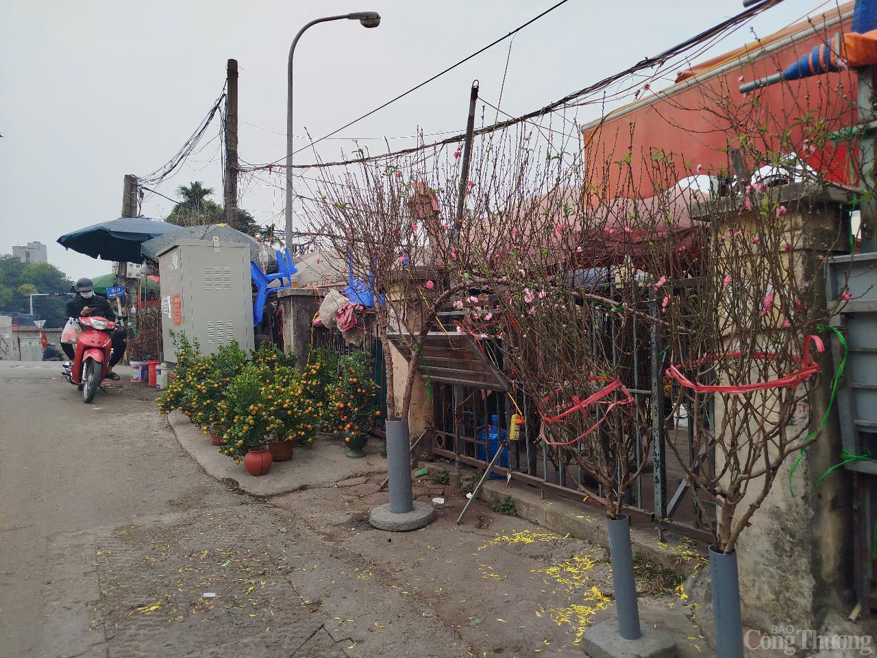 Thị trường hoa đào 2025 biến động, giá tăng cao