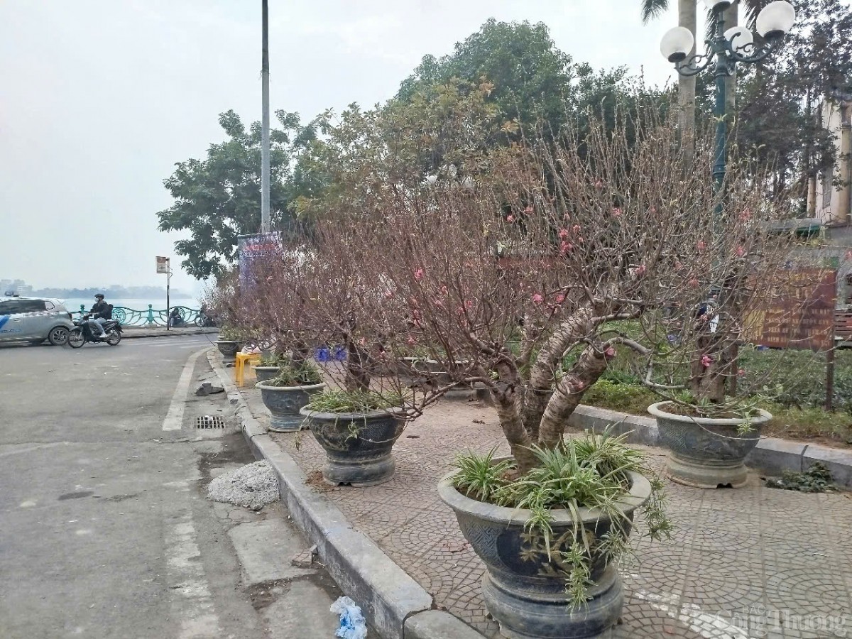 Thị trường hoa đào 2025 biến động, giá tăng cao