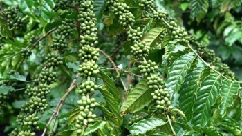 Dự báo giá cà phê ngày mai 10/1/2025: Dưới mức 119.000 đồng/kg