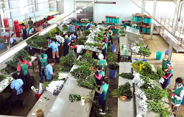 Phân loại hoa trước khi xuất khẩu. Ảnh: Sơn Nam