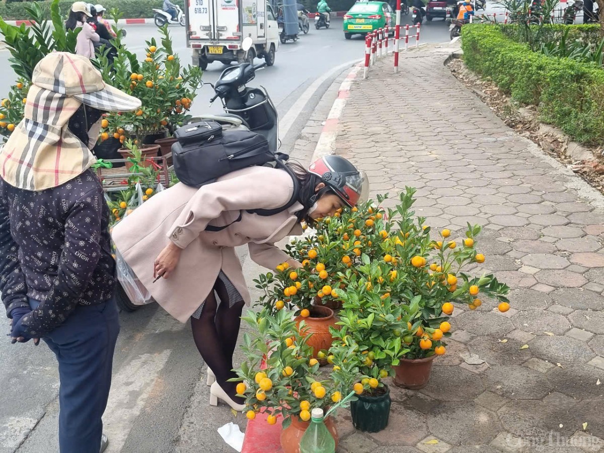 Nở rộ cửa hàng cây cảnh di động dịp Tết Nở rộ cửa hàng cây cảnh di động dịp Tết