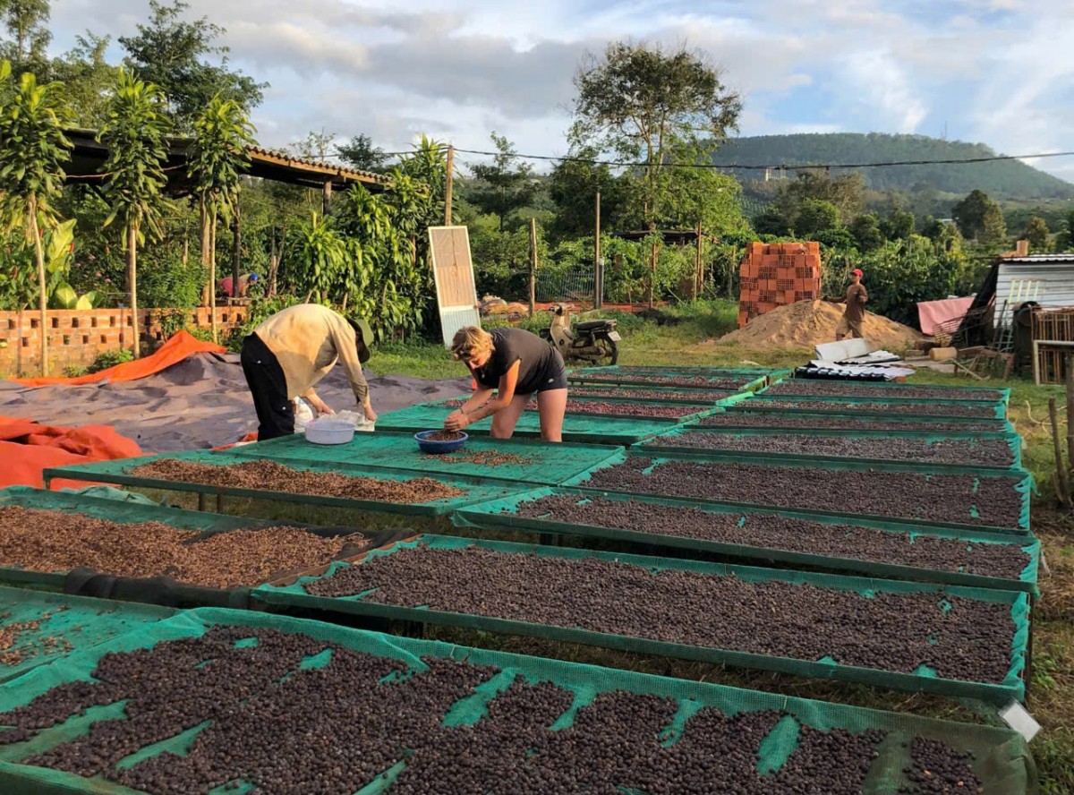 Người dân phơi và sơ chế cà phê tại Gia Lai Người dân phơi và sơ chế cà phê tại Gia Lai