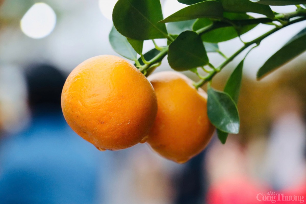 Quất cảnh Cẩm Hà nức tiếng xa gần, luôn được các thương lái ưu tiên lựa chọn đầu tiên mỗi dịp Tết đến Xuân về