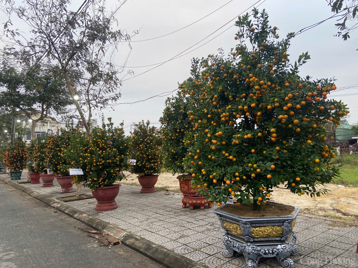 Trong 2 ngày 9 – 10/1, tại TP. Hội An (tỉnh Quảng Nam) diễn ra Ngày Hội cây quật cảnh Cẩm Hà lần thứ IX - năm 2025”.