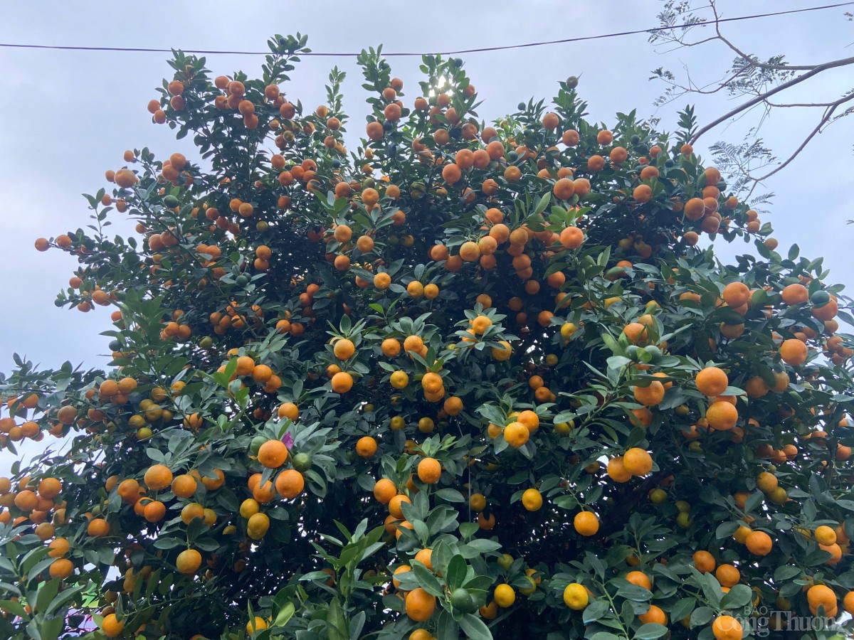 Nghề trồng quất (còn gọi là cây quật) tại xã Cẩm Hà đã có từ lâu đời. Với khí hậu và thổ nhưỡng phù hợp để quất sinh trưởng, phát triển cùng với đôi bàn tay khéo léo và sự cần cù của người dân Cẩm Hà, quất cảnh tại Hội An từ lâu đã trở lên nức tiếng xa gần.