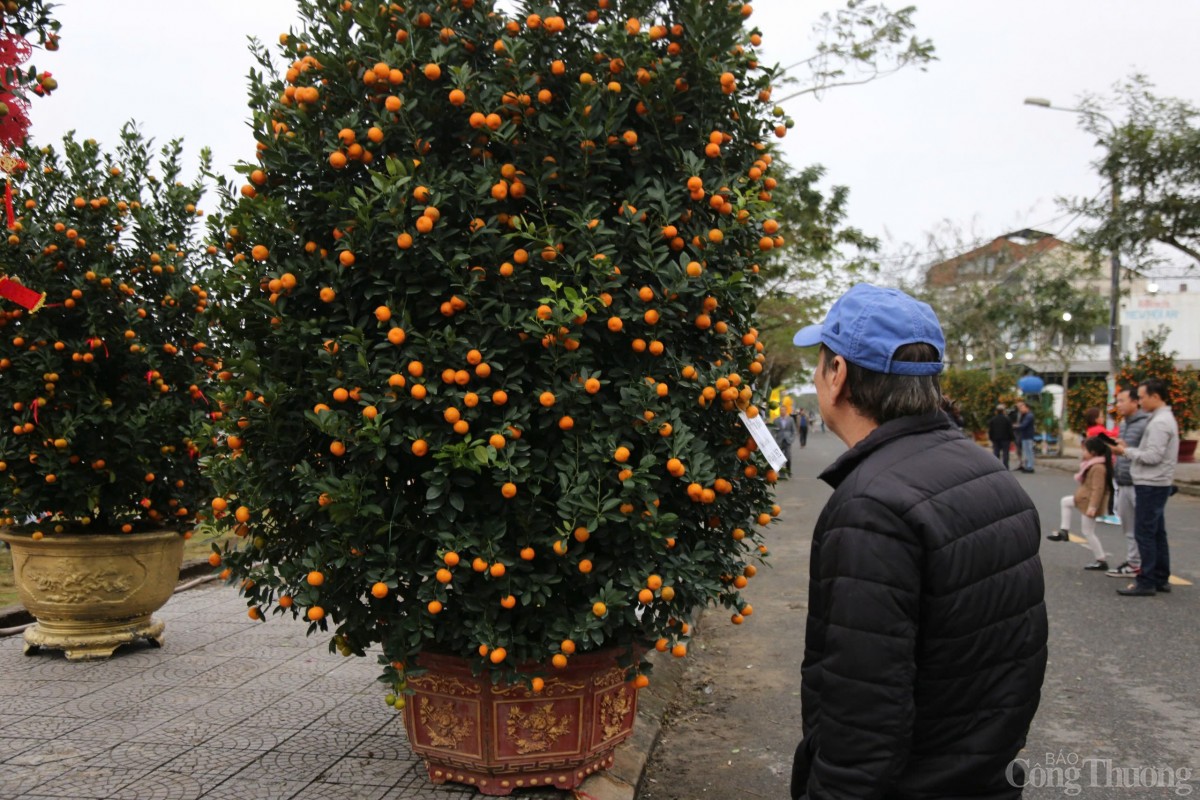 Hàng năm, vào ngày Mùng 10 tháng Chạp hằng năm, Ngày hội cây quật cảnh Cẩm Hà được tổ chức nhằm tôn vinh bản sắc văn hóa làng nghề, tạo điều kiện cho bà con nông dân, các nghệ nhân giao lưu; đồng thời tổ chức trưng bày các cây quật đẹp, độc đáo, từng bước mở rộng thị trường tiêu thụ và tạo thêm sản phẩm du lịch độc đáo cho địa phương; tạo động lực để người dân gắn bó với nghề, tăng thu nhập cho người dân.  