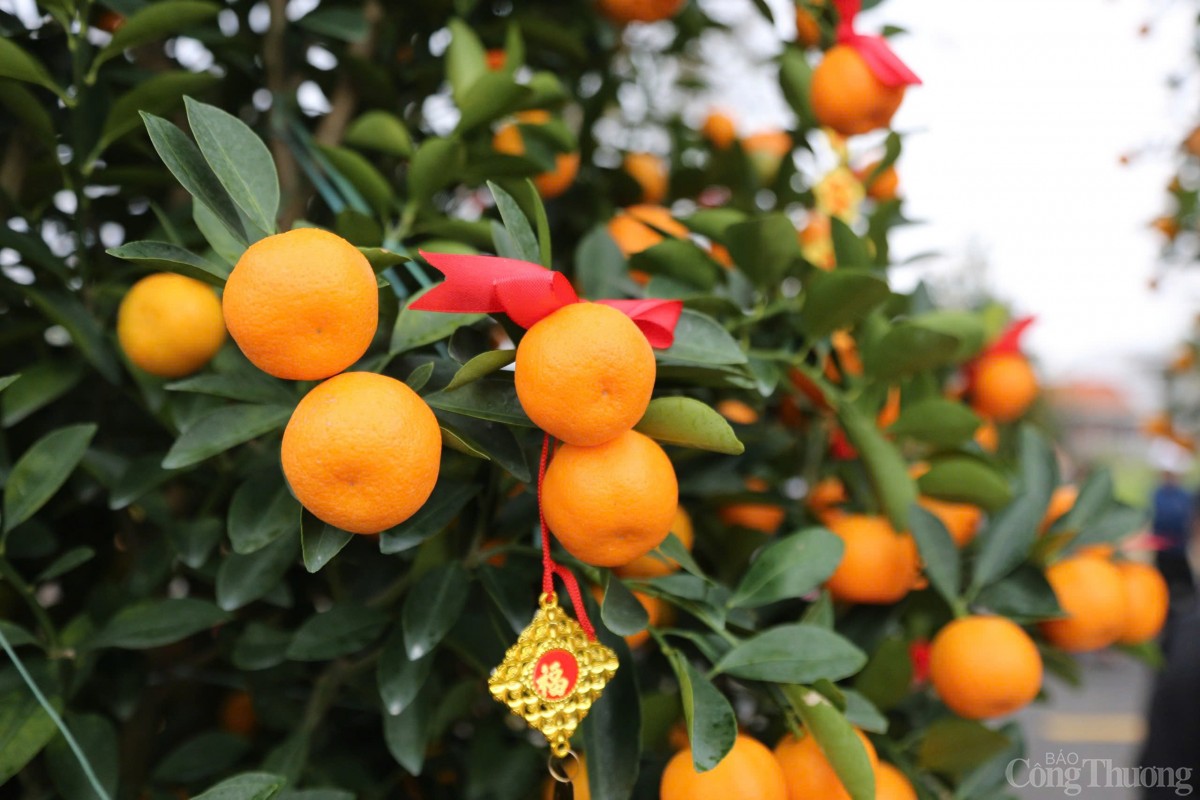 Quất cảnh rất được người dân miền Trung ưa chuộng mua về chưng tết