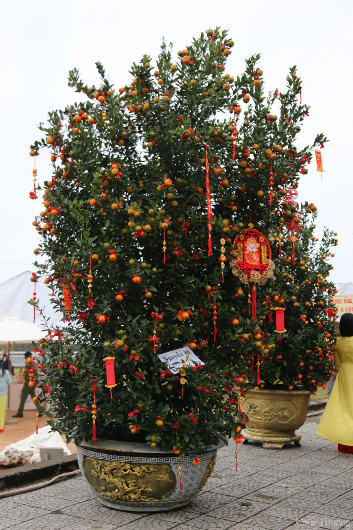 Những chật quất sum xuê, cao hơn 3 mét có giá lên đến hàng chục triệu đồng.