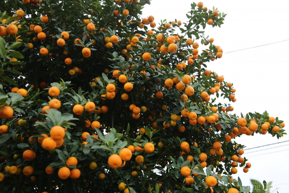 Những cây quất xanh tươi, quả vàng mọng trĩu như mong ước về một năm mới nhiều điều tươi sáng và thành công.