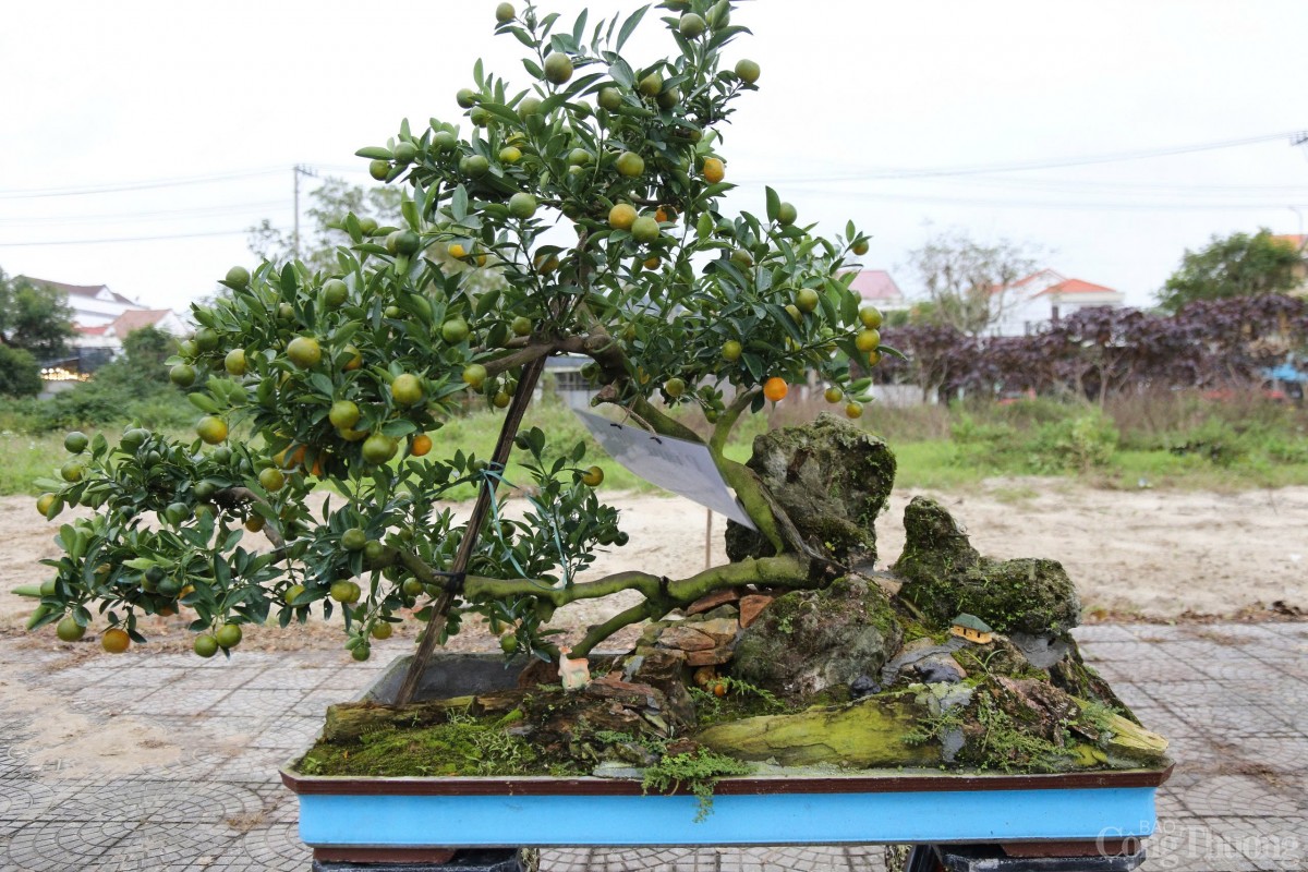 Quất cảnh dạng bonsai