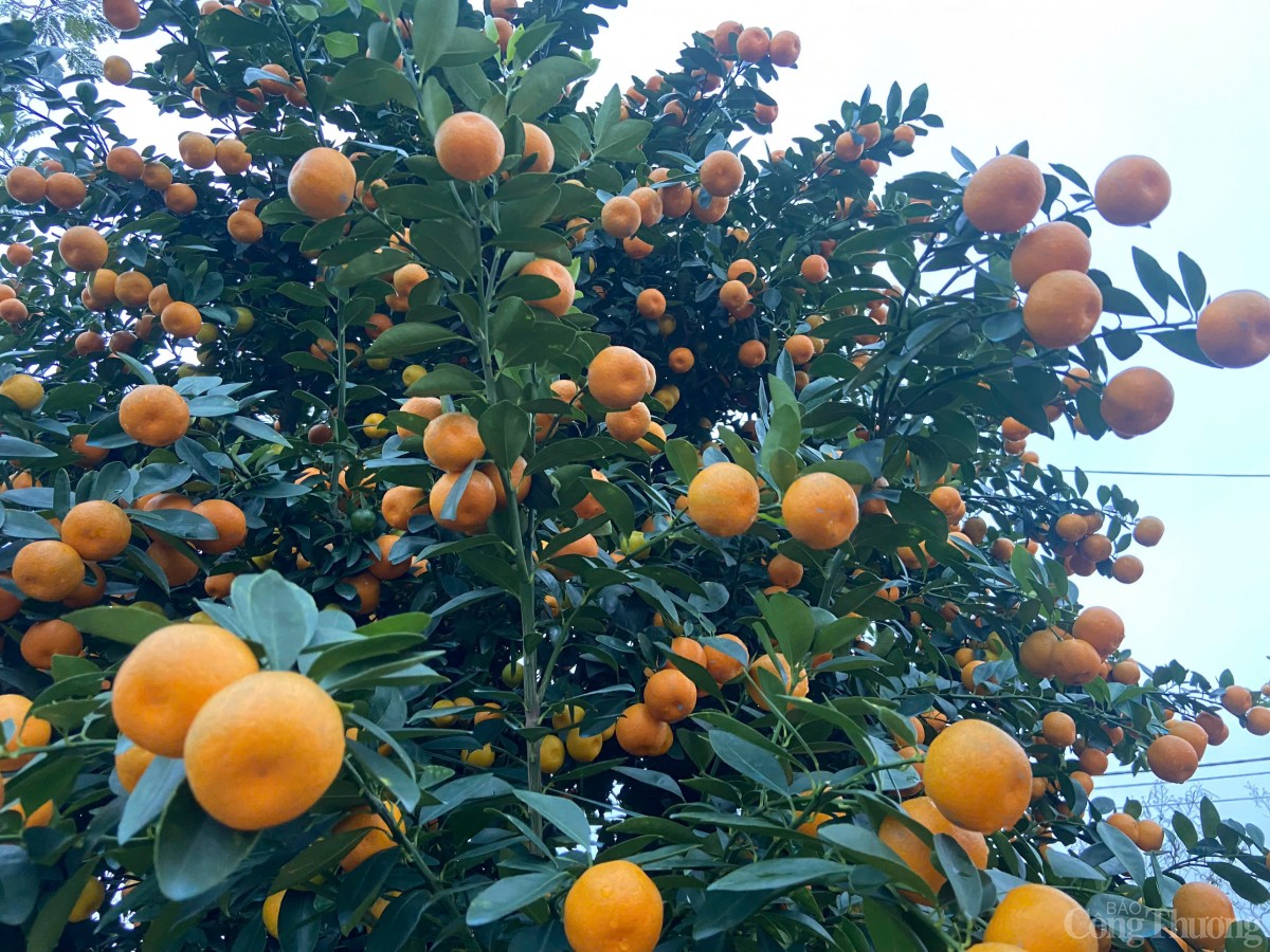 Theo thống kê, trong năm 2024, xã Cẩm Hà có 283 hộ dân trồng quật trên diện tích 65 hecta, với số lượng 71 nghìn cây, mang lại doanh thu khoảng 48 tỷ đồng; qua đó góp phần nâng cao đời sống kinh tế - xã hội tại địa phương.