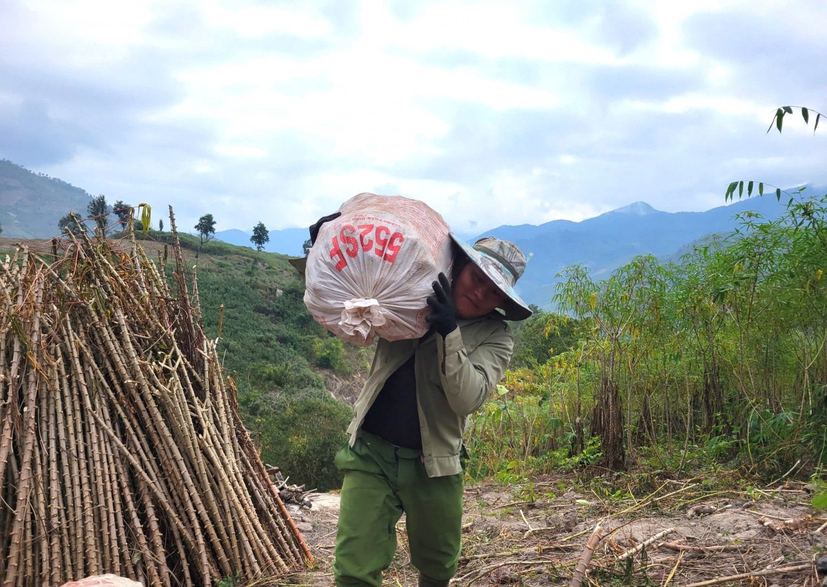 cây sắn huyện mường lát