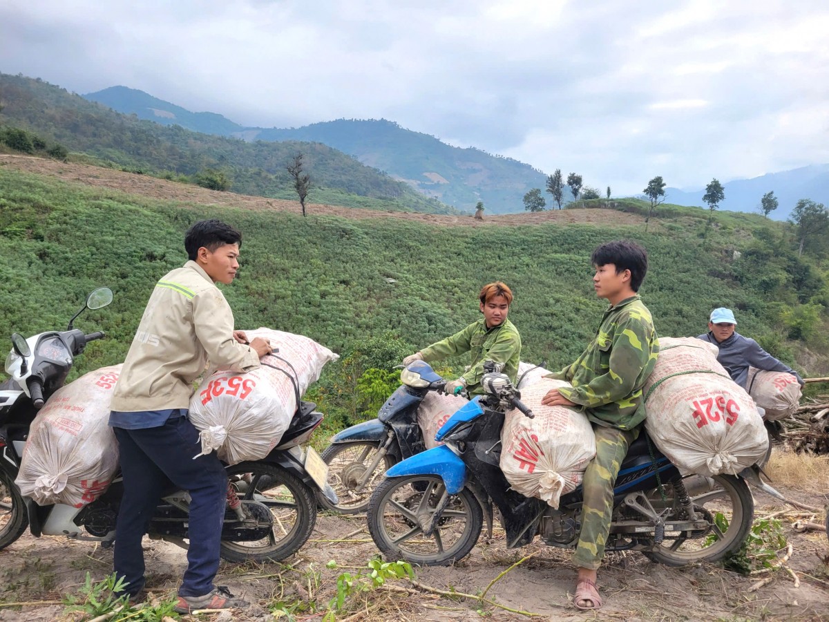 cây sắn huyện mường lát