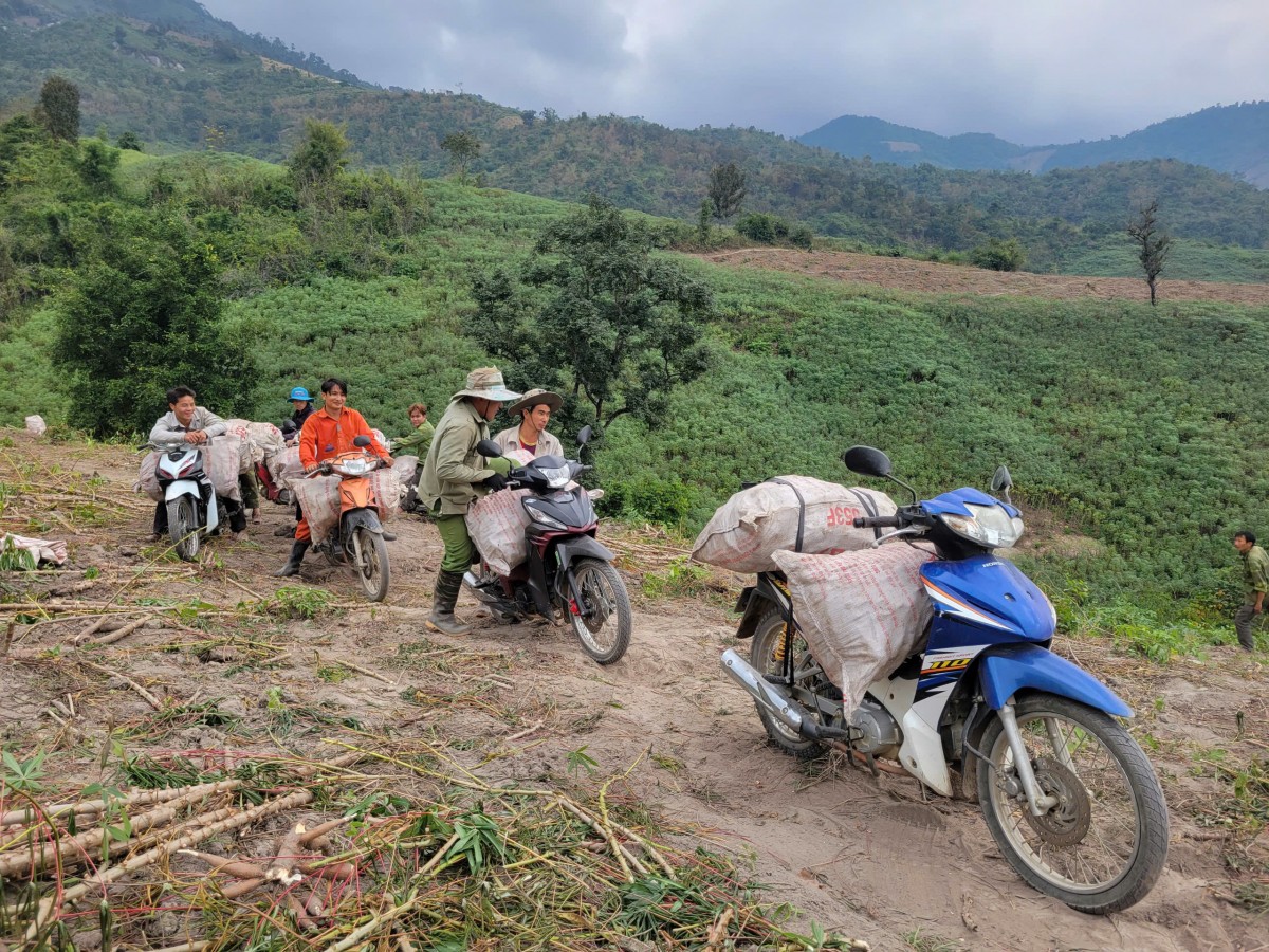 cây sắn huyện mường lát
