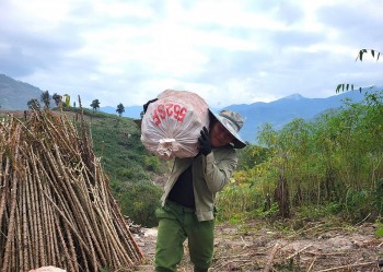 Thanh Hóa: Khó khăn tìm đầu ra, giá sắn 'chạm đáy'