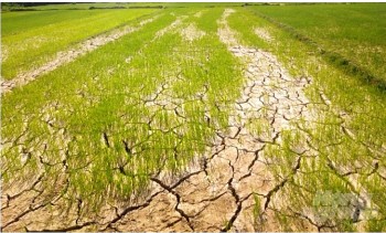 Quy định về chính sách hỗ trợ sản xuất nông nghiệp