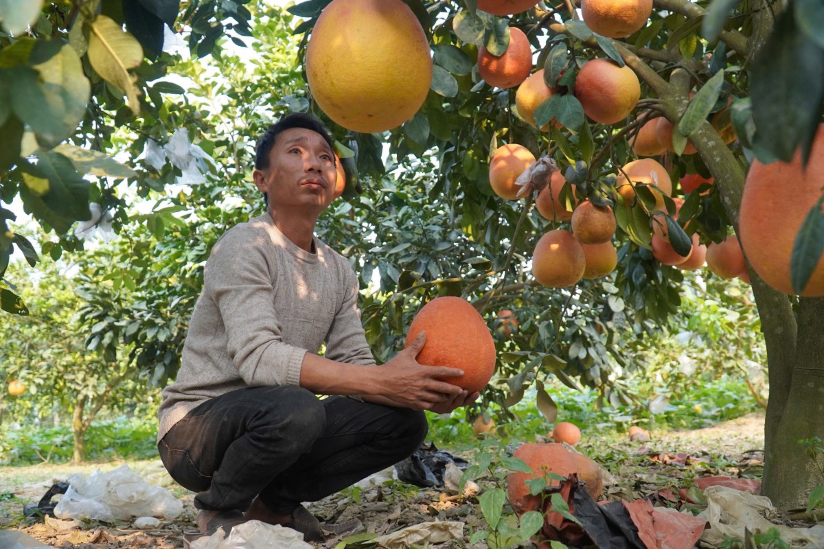 bưởi tiến vua luận văn