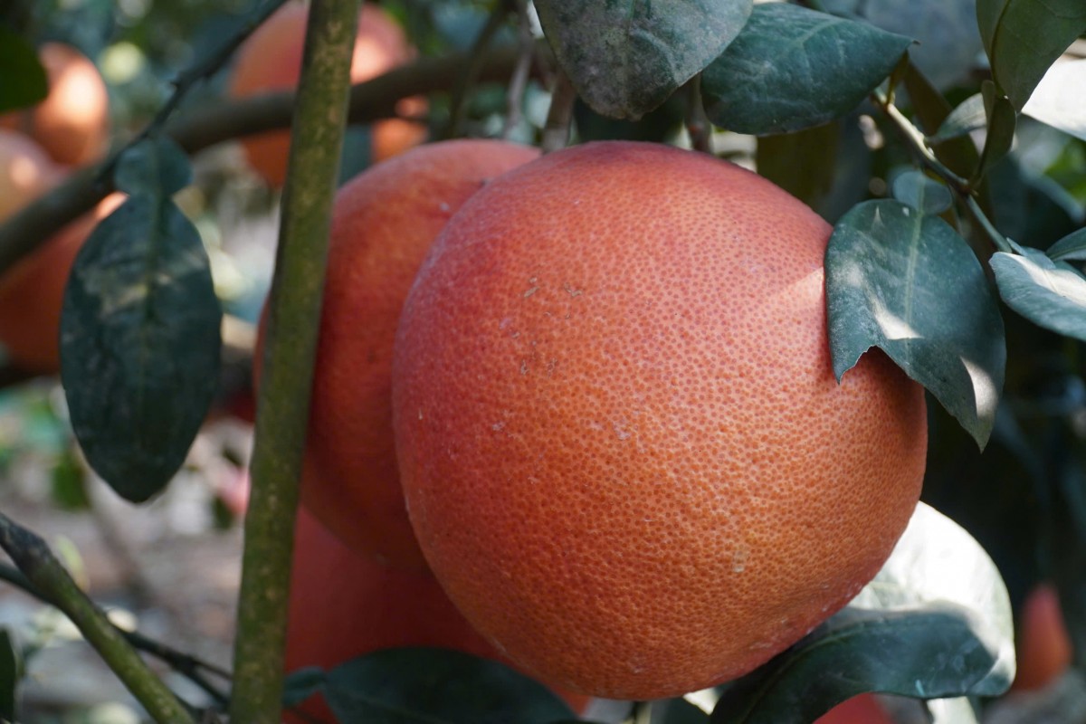 bưởi tiến vua luận văn