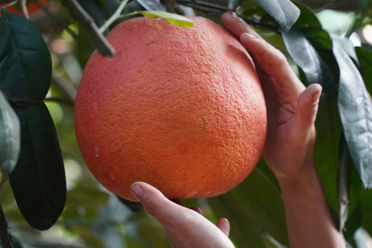 bưởi tiến vua luận văn