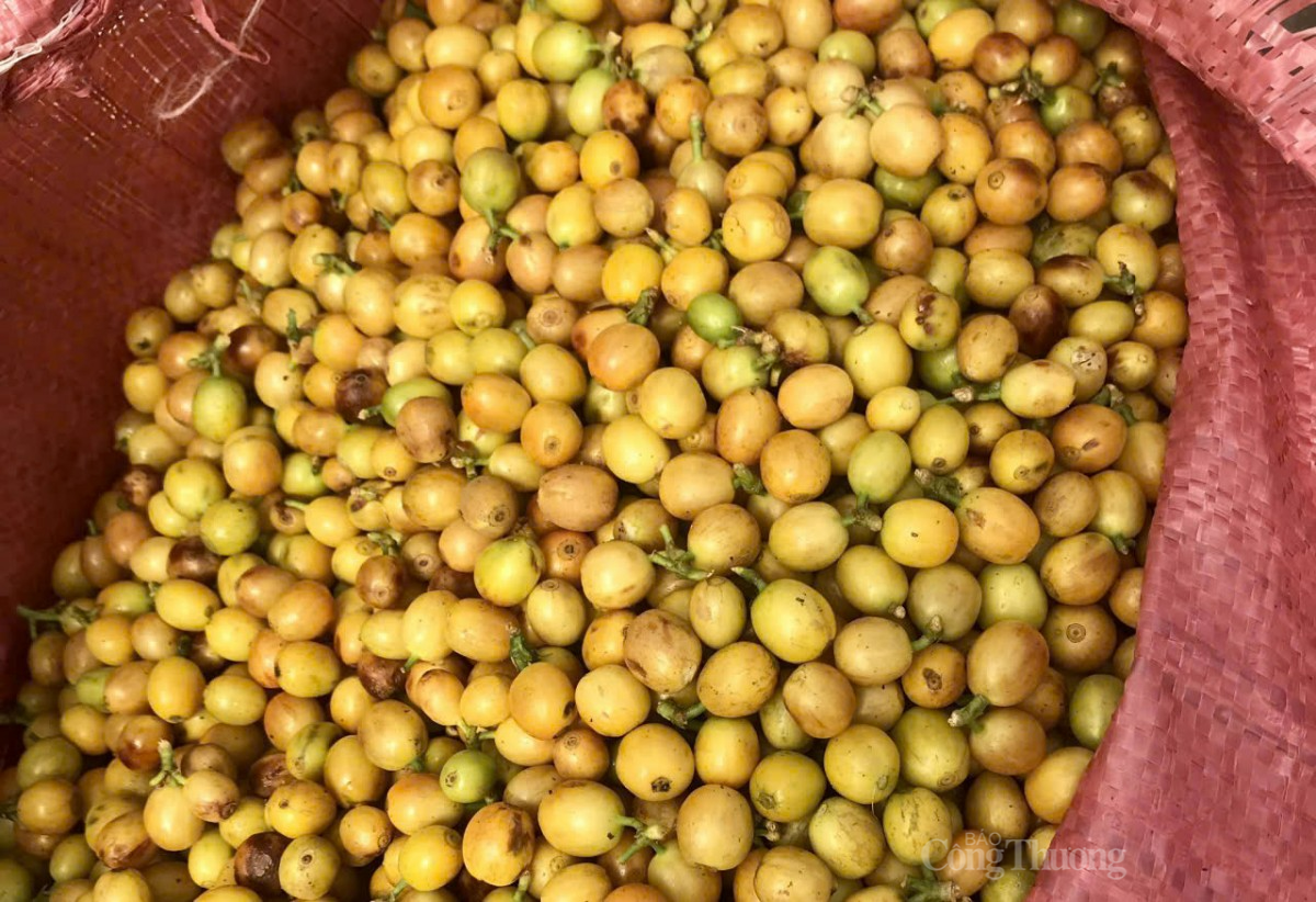 cà phê tại các vườn trồng xã Xuân Trường, TP Đà Lạt, tỉnh Lâm Đồn cà phê tại các vườn trồng xã Xuân Trường, TP Đà Lạt, tỉnh Lâm Đồn