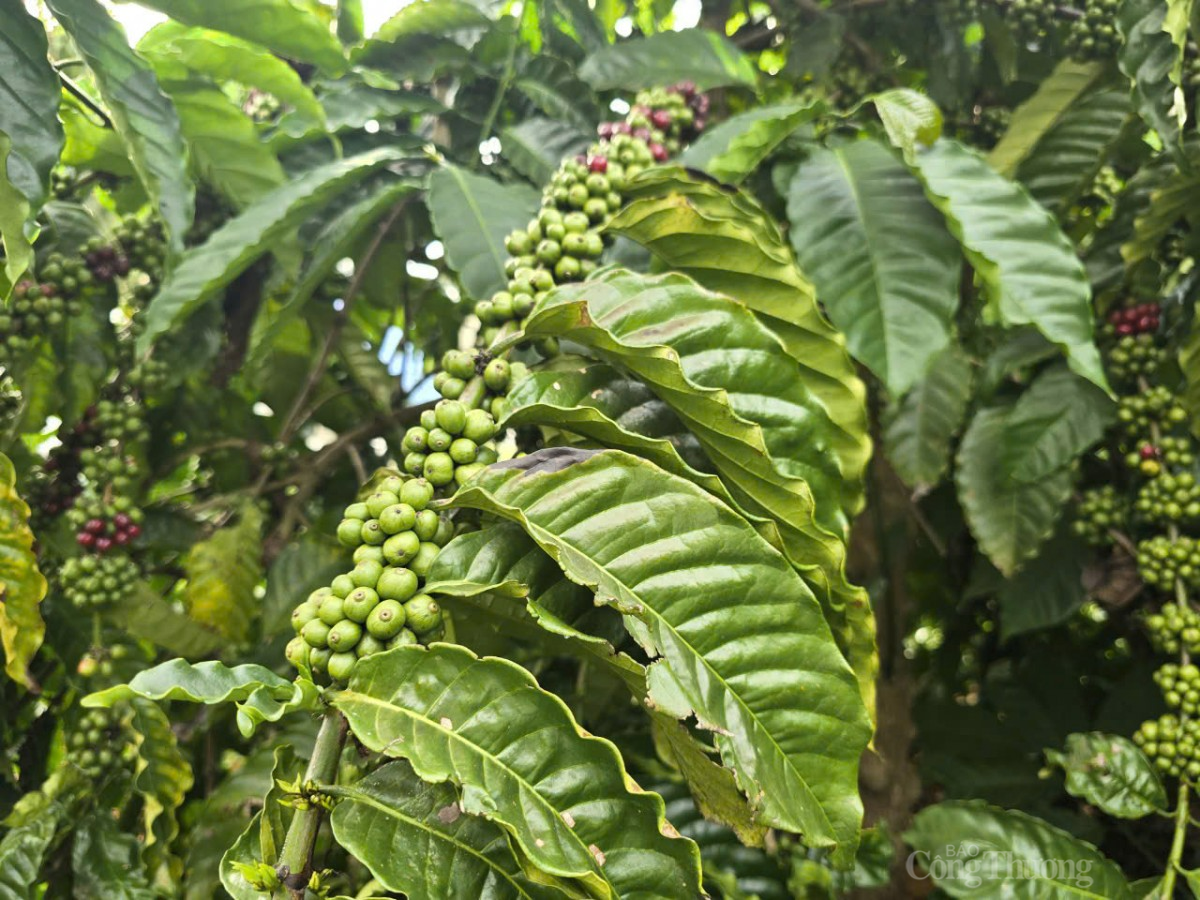 Tính chung cả năm 2024, xuất khẩu cà phê của Việt Nam ước đạt 1,32 triệu tấn, trị giá 5,48 tỷ USD