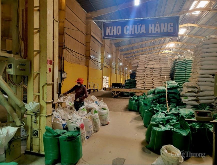 Giá lúa gạo giảm sâu, nông dân Miền Tây lao đao Giá lúa gạo giảm sâu, nông dân Miền Tây lao đao