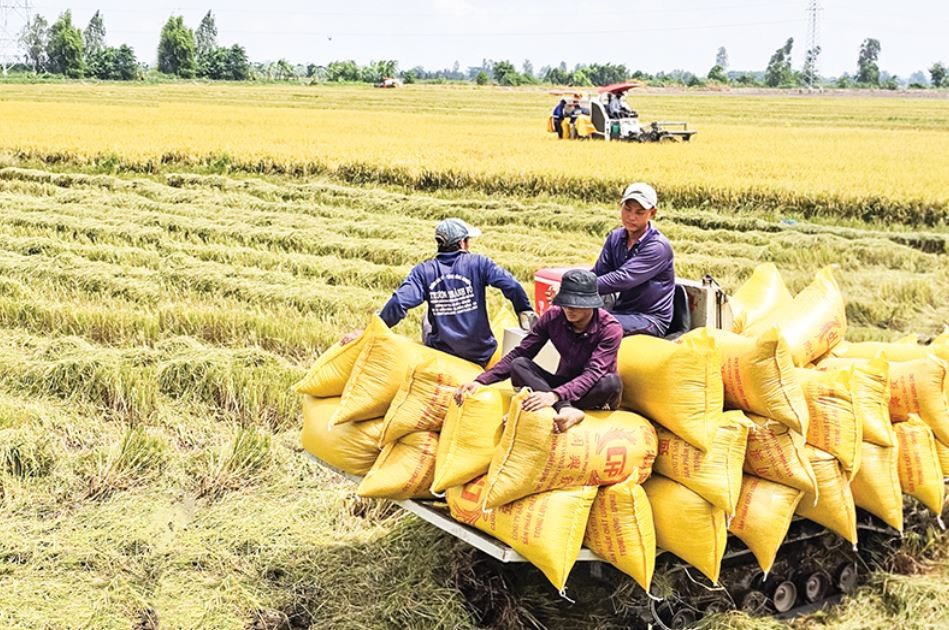 Giá lúa gạo giảm sâu, nông dân Miền Tây lao đao Giá lúa gạo giảm sâu, nông dân Miền Tây lao đao