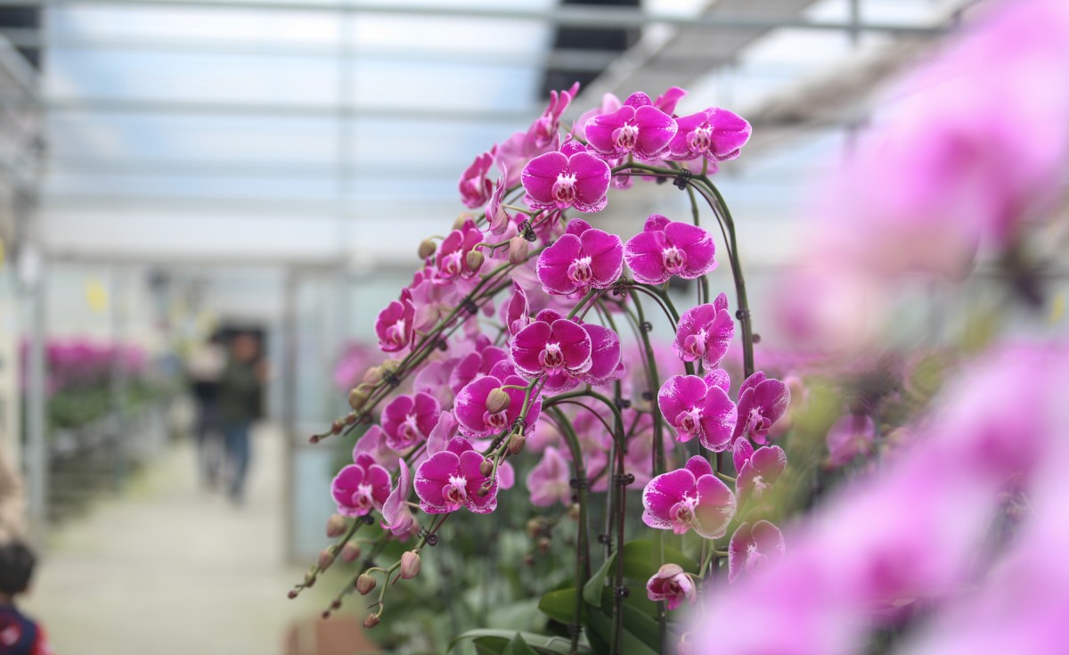 lan hồ điệp hà tĩnh