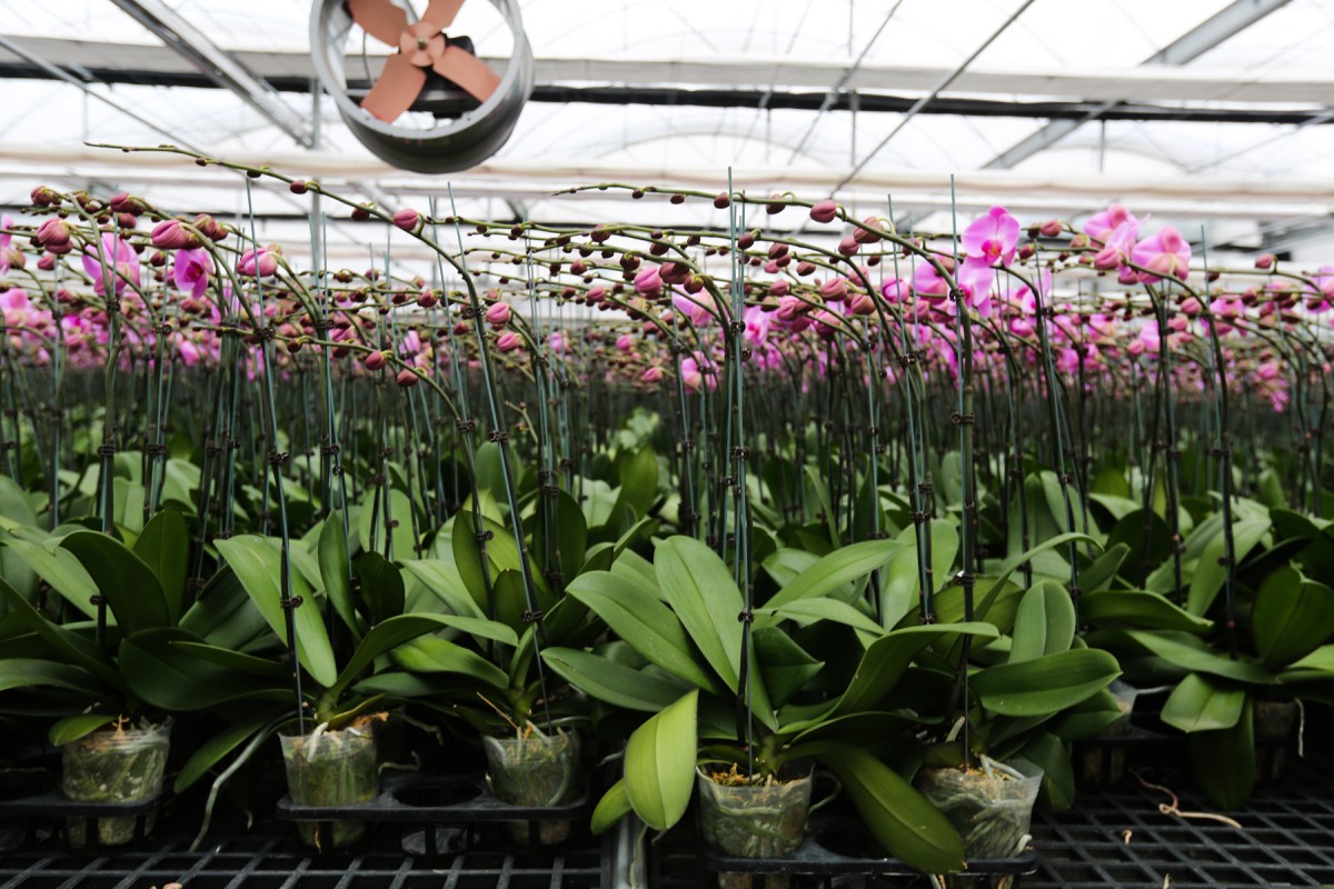 lan hồ điệp hà tĩnh