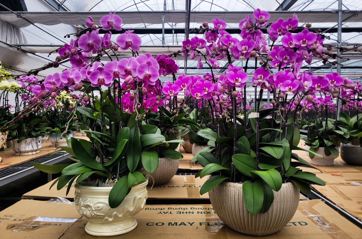 lan hồ điệp hà tĩnh