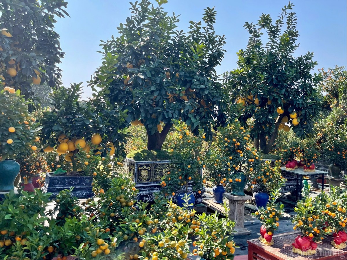 Thủ phủ quất 'hồi sinh', rộn ràng xuống phố đón Tết