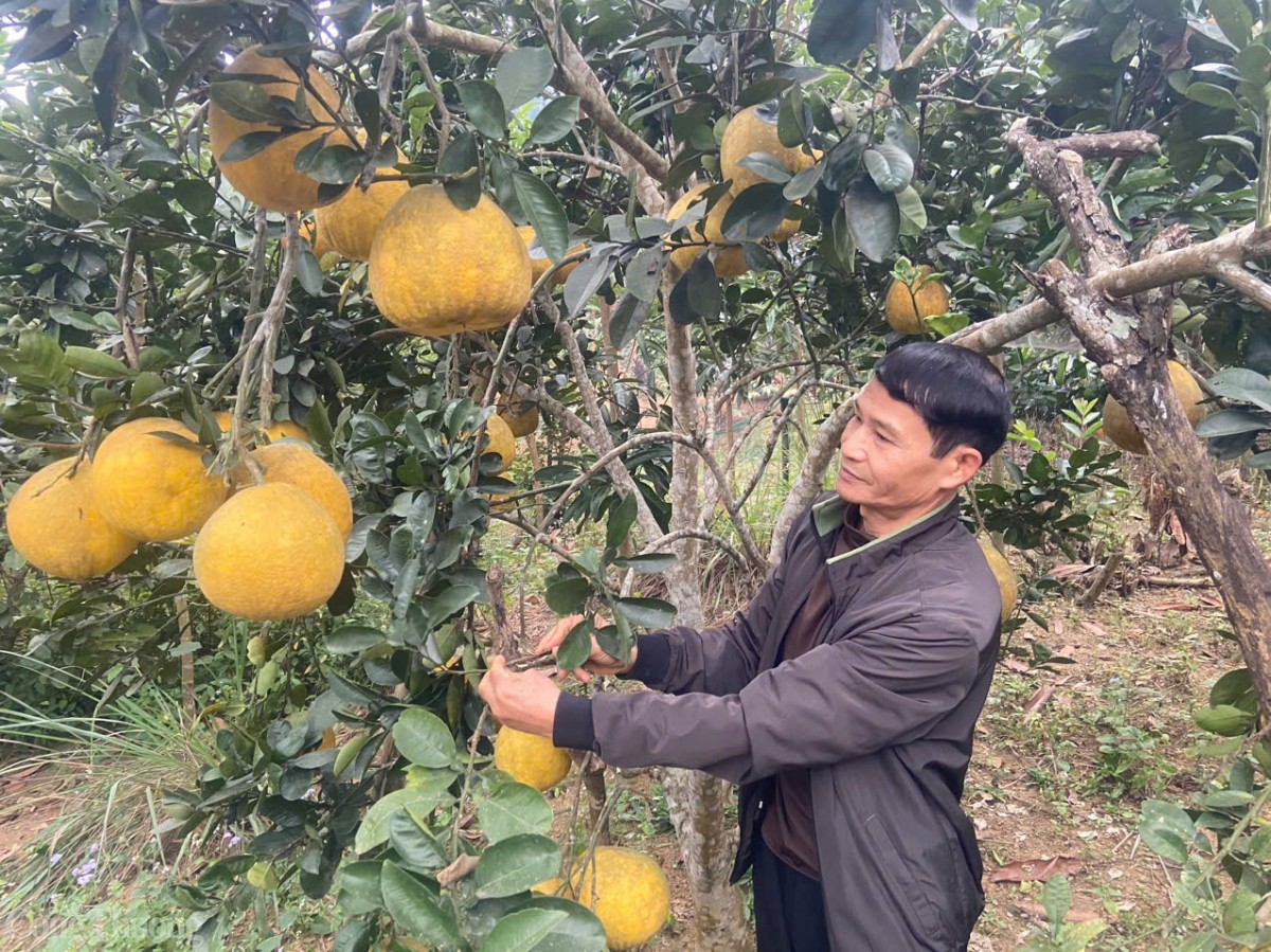 Anh Phạm Văn Có đang chăm sóc vườn bưởi Diễn. Ảnh Thanh Nga Anh Phạm Văn Có đang chăm sóc vườn bưởi Diễn. Ảnh Thanh Nga