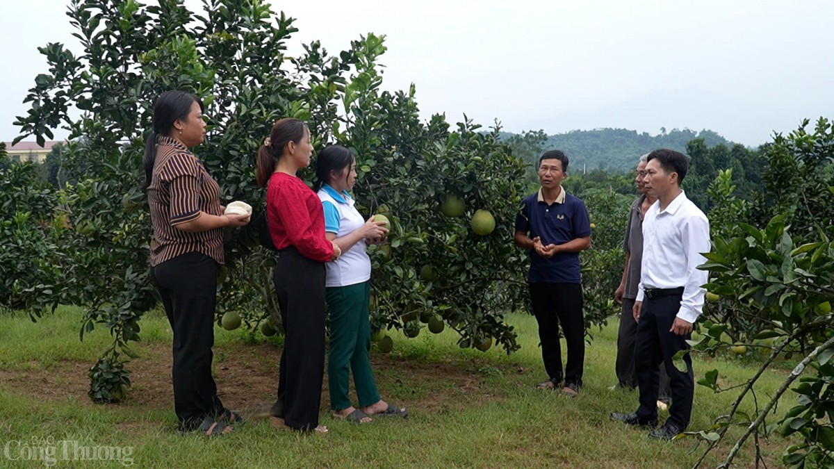 Vườn bưởi nhà anh Nguyễn Văn Tiến - thôn Múc, xã Thái Niên có diện tích 2 ha với 600 gốc bưởi Diễn. Ảnh Thanh Nga Vườn bưởi nhà anh Nguyễn Văn Tiến - thôn Múc, xã Thái Niên có diện tích 2 ha với 600 gốc bưởi Diễn. Ảnh Thanh Nga